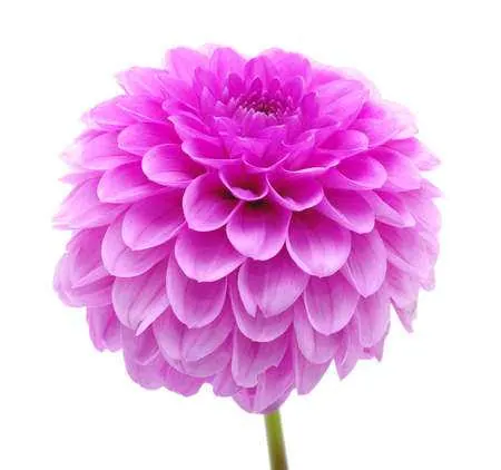 Dahlia rose violacé aux pétales serrés, sur fond blanc