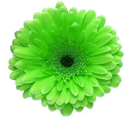 Fleur de gerbera vert vif sur fond blanc